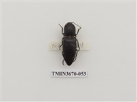 藏品(叩頭蟲(1))的圖片